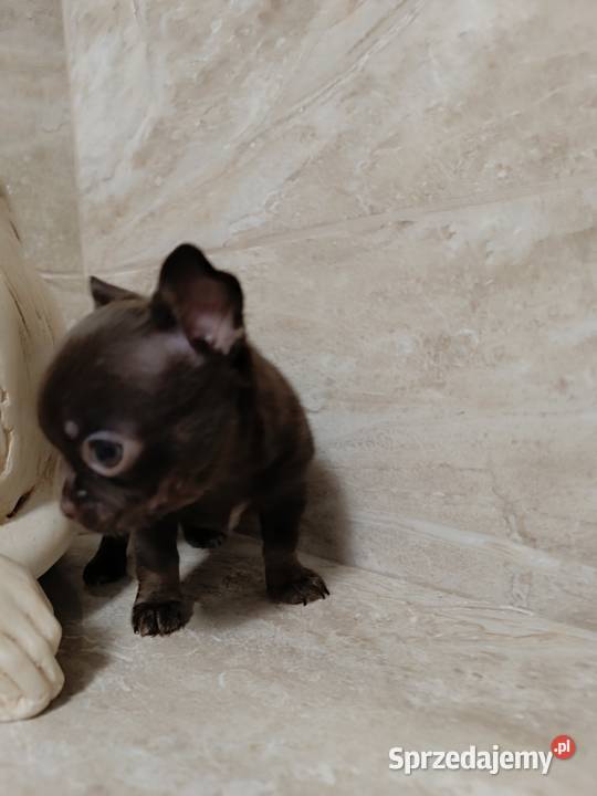 Chihuahau czekoladowy Zwierzęta Warszawa