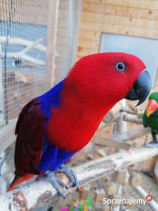 Lora wielka samica mazowieckie Sochaczew