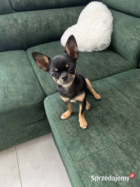 Reproduktor chihuahua gen LILACTAN CZEKOLADOWY
