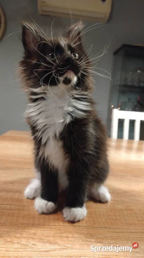 Diva piękna dziewczyna Maine Coon