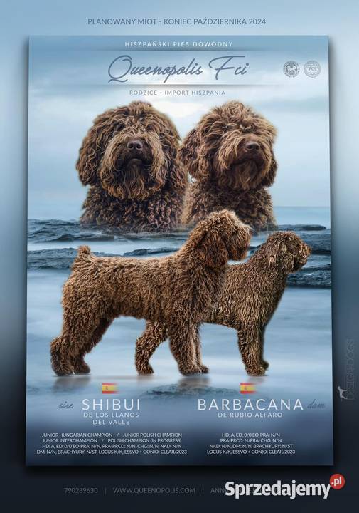 Hiszpański Pies Dowodny Szczenięta Pozostałe śląskie Porąbka sprzedam