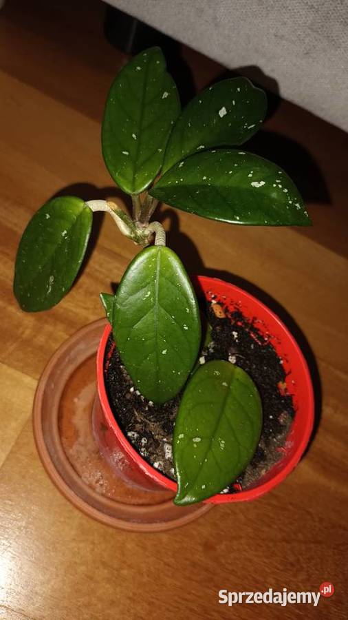 Hoya begonia aloes trzykrotkasetkrezja purpurowa