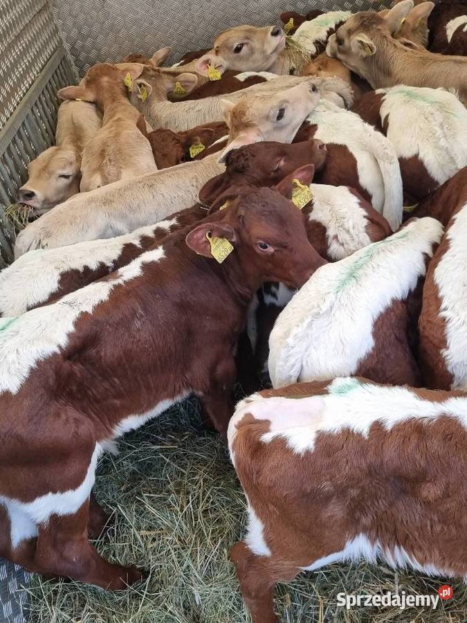 Sprzedaż cieląt mięsnych I mieszańcy waga 70 do Nowy Tomyśl