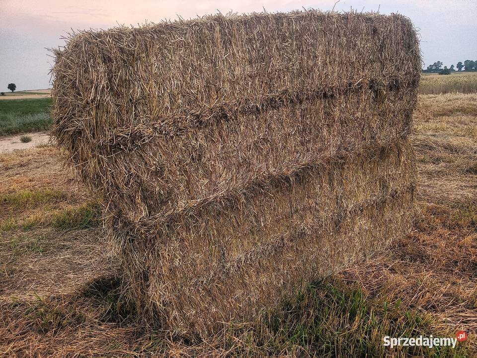siano w duża kostka suche z tego roku transport Lublin sprzedam