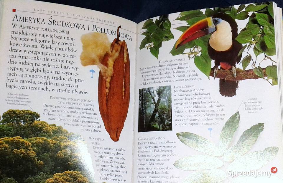 Drzewa Mini encyklopedia Theresa Greenaway Chełm