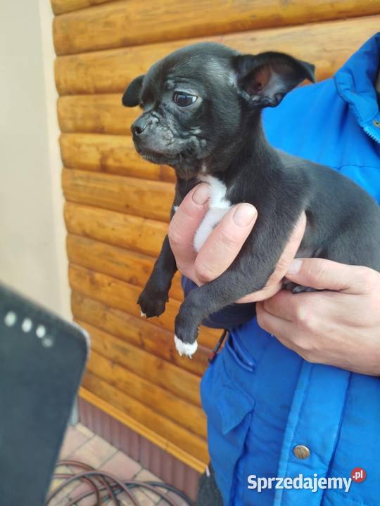 Piesek chihuahua Warszawy gotowe do zmiany domu mazowieckie Płońsk