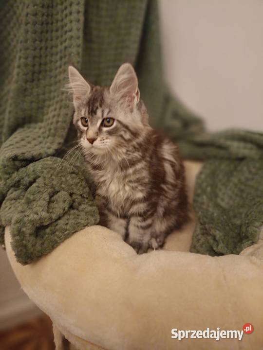 Kotka Maine Coon rodowód FPL Bytom Odrzański