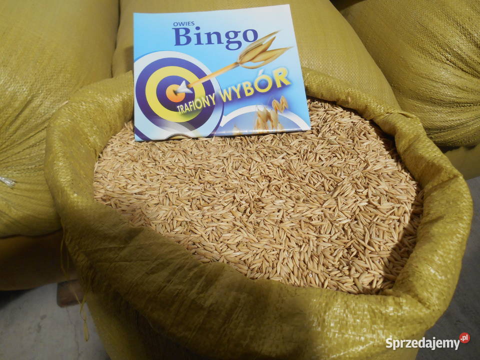 Owies Bingo z centrali Zboża Produkcja roślinna łódzkie