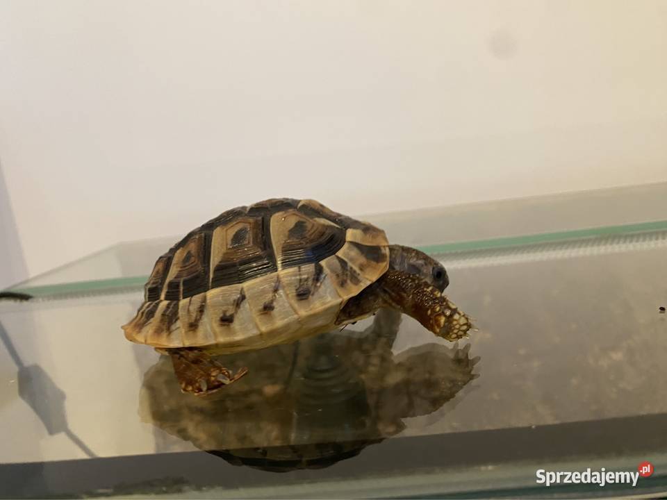 OKAZJA Żółw stepowy z terrarium 2 komplety Kiekrz