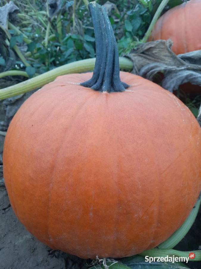 Dynia jadalna i ozdobna