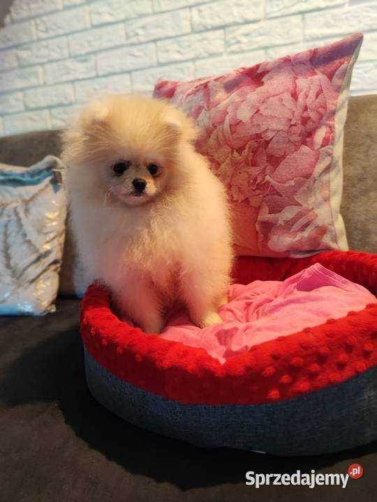 Pomeranian 4mce suczka kremowa Bolesławiec