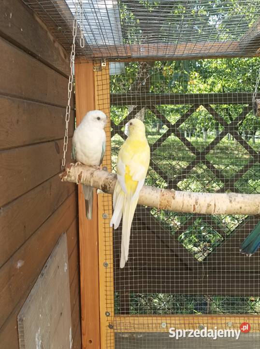 Świergotki para lęgowa wielkopolskie Środa Wielkopolska sprzedam