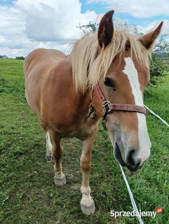 Sprzedam żrebicę zimnokrwistą małopolskie