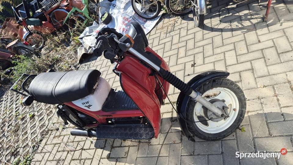 Simsona zarejestrowany Kleosin sprzedam