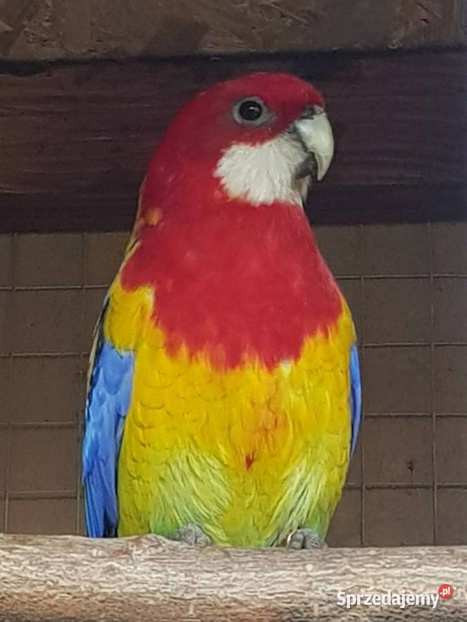 młode białolice mazowieckie sprzedam