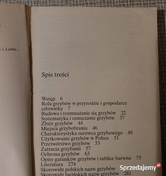 Grzyby leśne Grzywacz Carlos Nieto wysyłka Warszawa