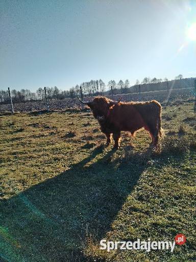 Bydło szkockie łódzkie Konopnica sprzedam