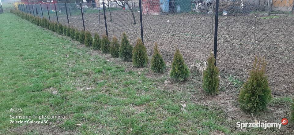 Tuja SZMARAGD 7080 8 Bychawa