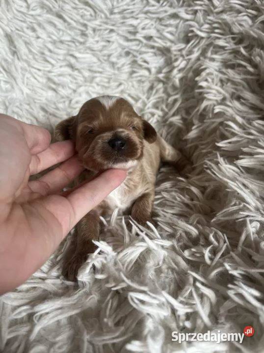 Wyjątkowy piesek cockapoo f1b mama cockapoo tata Busko-Zdrój sprzedam
