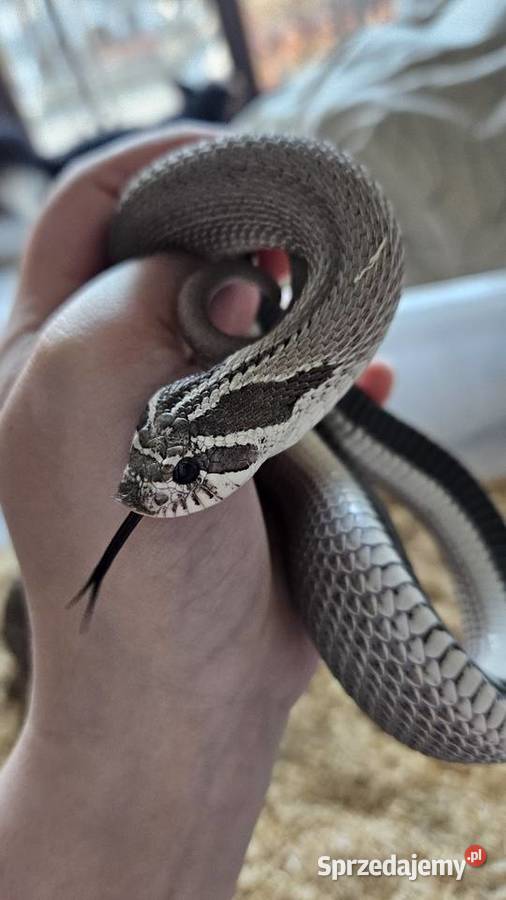 Heterodon dorosły samiec Wrocław