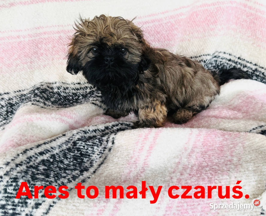 Shih Tzu Ares z rodowodem z hodowli Żywe Srebro Bolszewo