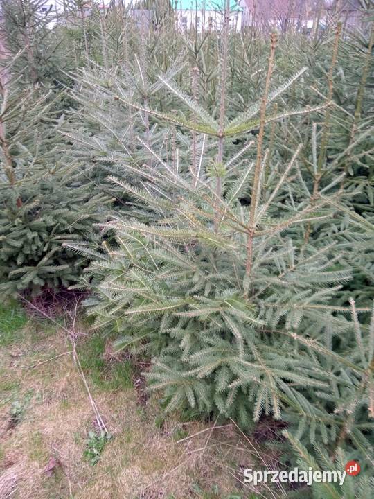 Sadzonki jodły pospolitej i świerka 44 Bełżyce