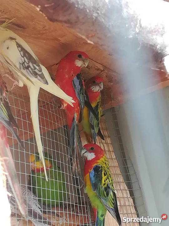 sprzedam rozelle białolice różne mutacje Wodzisław Śląski