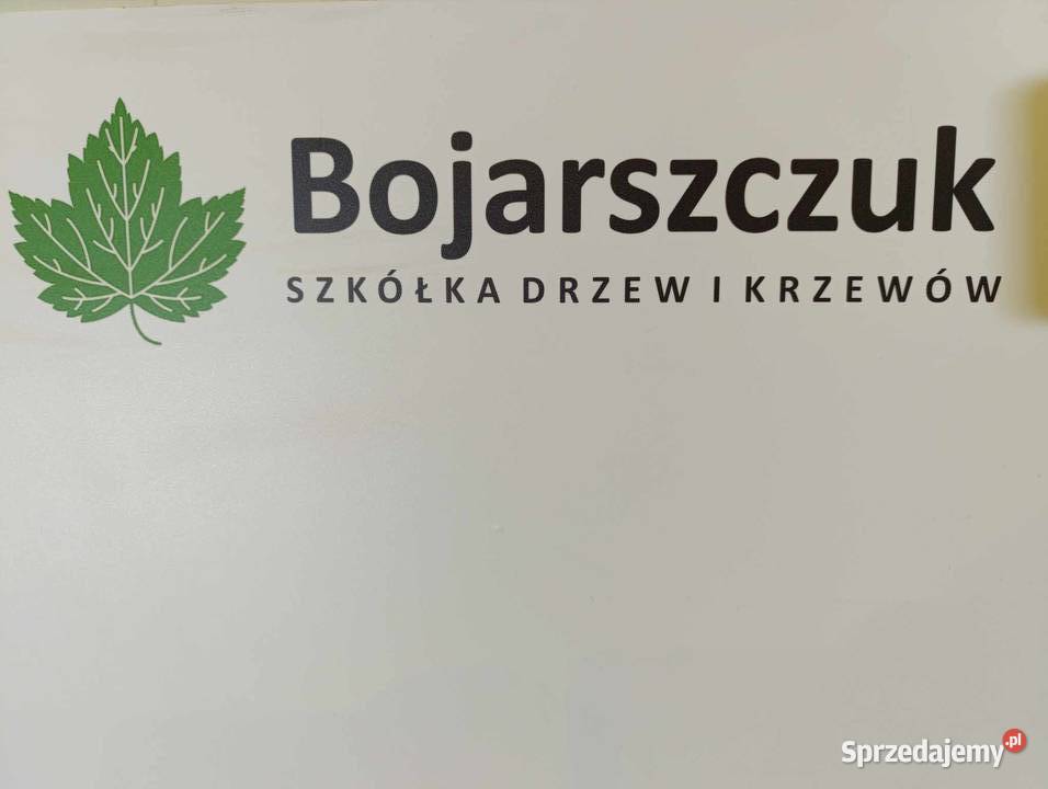 Sadzonki aronii GALICJANKA wegetatywna JESIEŃ Pozostałe Stary Pożóg