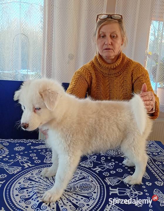 Szczeniaki Lajka Jakucka Smyków