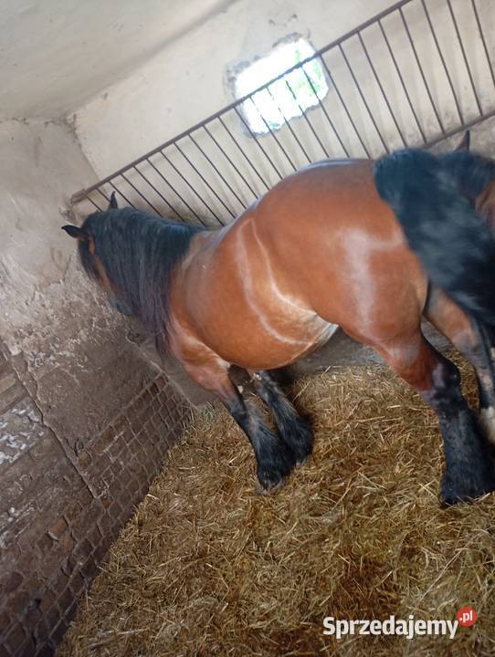 Sprzedam klacz zimnokrwistą w typie ardena Izbica-Wieś