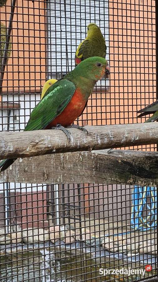 Szkarłatka królewska samiec Bydgoszcz