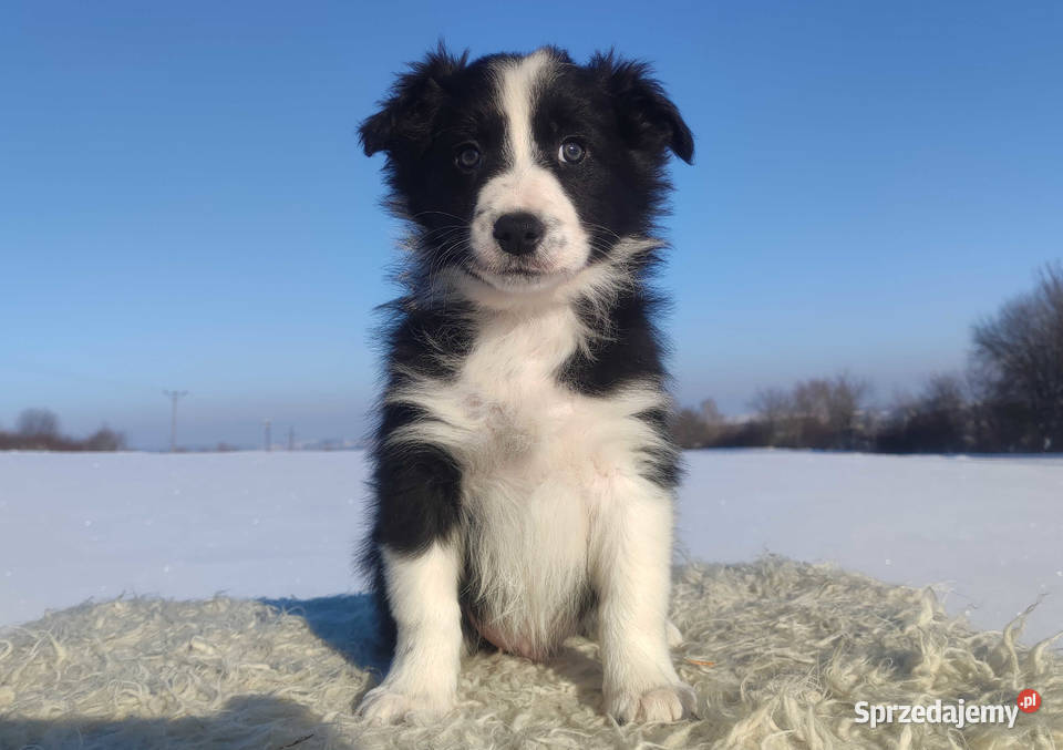 Szczeniak BORDER COLLIE z prof Hodowli Pies z małopolskie Kraków