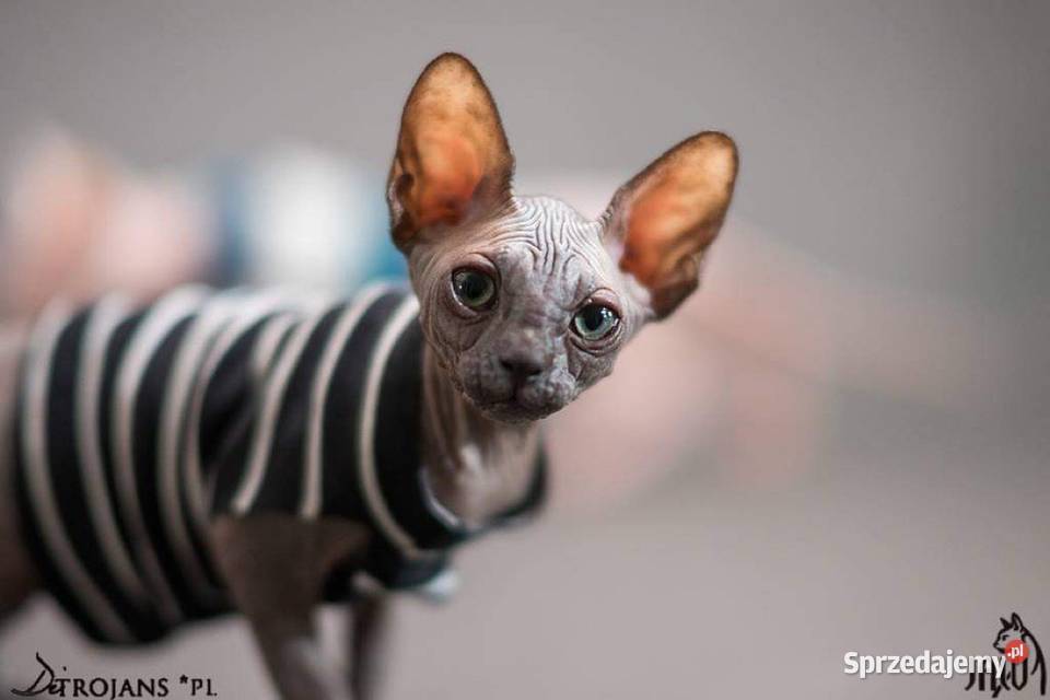 Czarny Kocurek i kotka Płatna Adopcja Przepiękne Warszawa