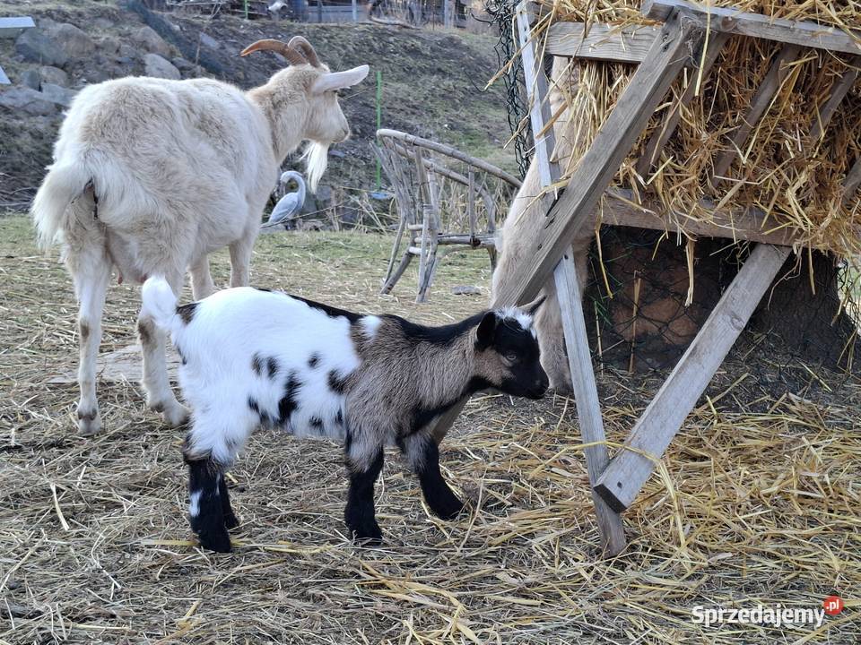 Minikozioł i młode Gorzebądz