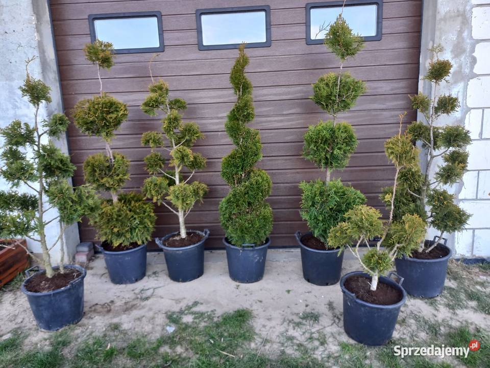 tuje formowane różne kształty Radom