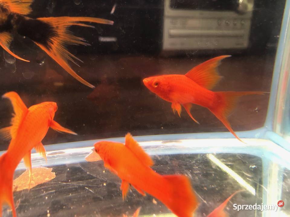 Alpha Mieczyk Red Ruby Justynów sprzedam