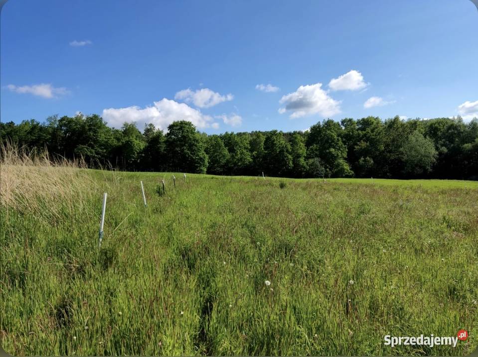 Działka budowlana Dąbie gmina Raciechowice 65zł/m2