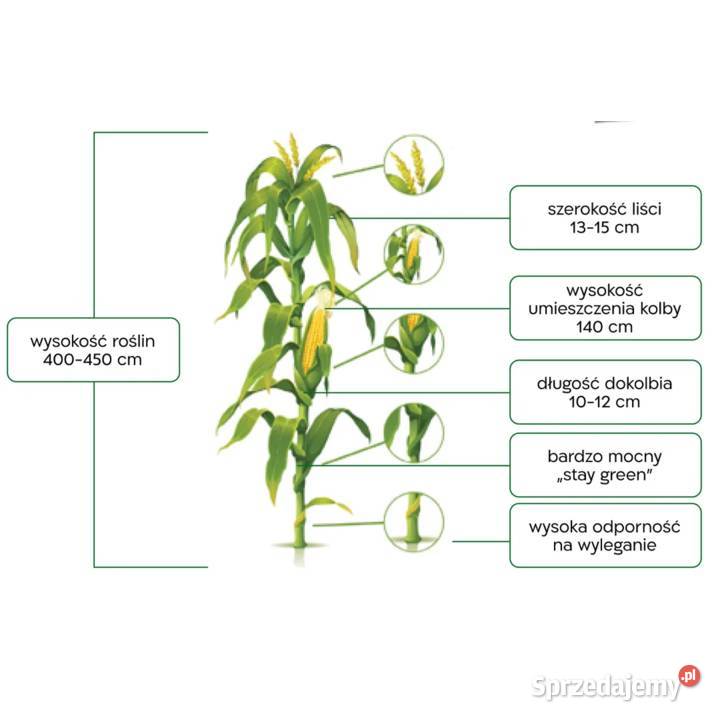 Nasiona kukurydzy na kiszonkę ziarno ISĄG Cieśle sprzedam