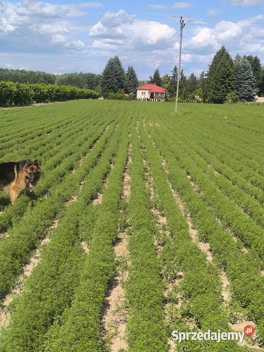 Nasiona cząbru Fajsławice