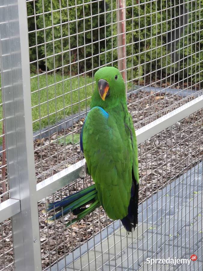 Lora Wielka samiec Rakoniewice