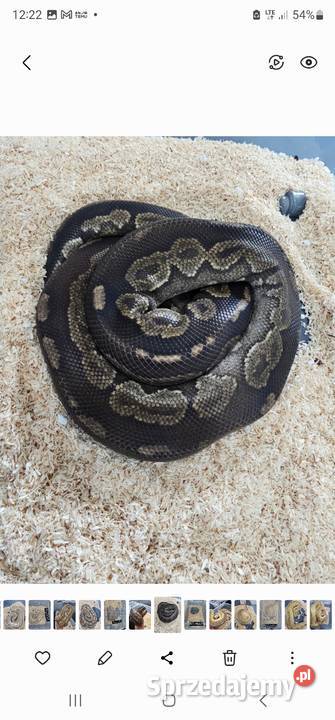 Piękny samiec pyton królewski mohogany cinnamon Bydgoszcz