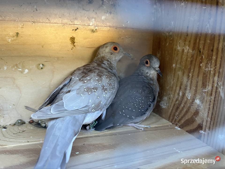 Gołąbki diamentowe Ptaki Zachowice