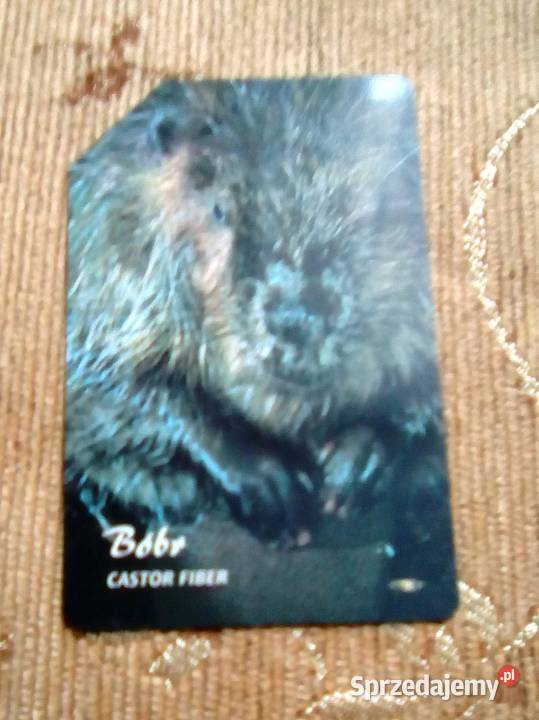 BÓBR JEDEN Z NAJWIĘKSZYCH POLSKICH WODNYCH lubelskie Piszczac