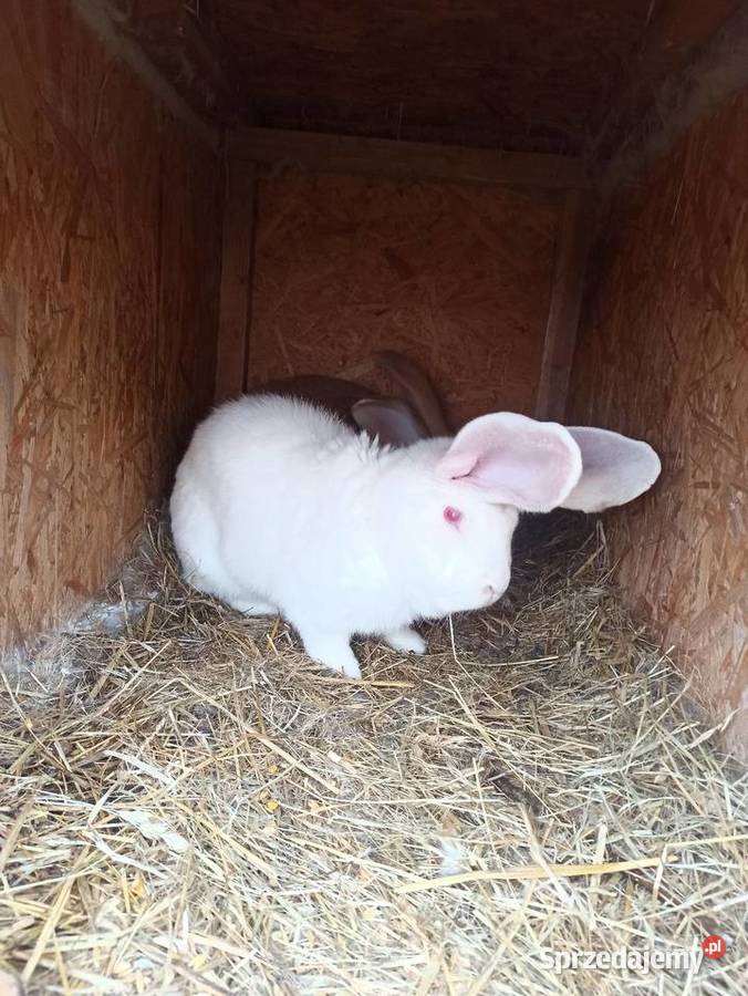 Króliki belgijski olbrzym Krupe
