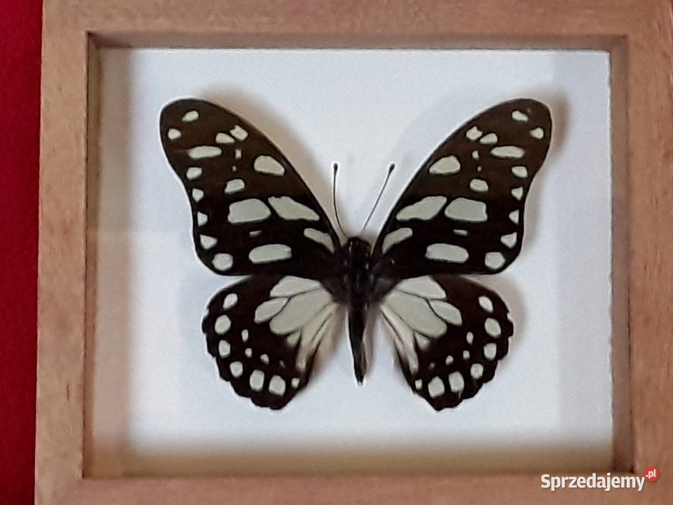Motyl w ramce 12x10 Graphium leonidas 75mm Pozostałe Szczecin sprzedam
