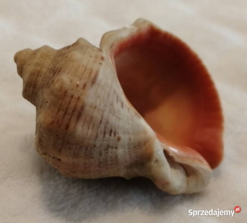 Muszla 51 61 Kreatywne Czeladź