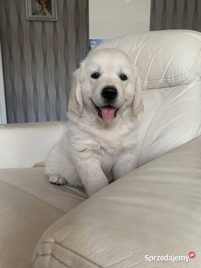Golden Retriever ZKwP FCI Piesek Młodzieżowym Golden Retriever Poznań
