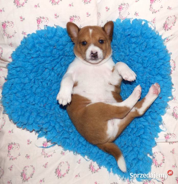 Basenji szczenię KUUME Z GREMLINKOWA sprzedam