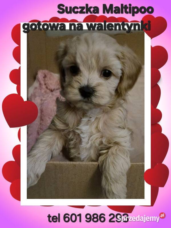 Suczka Maltipoo gotowa na walentynki Pozostałe kujawsko-pomorskie Inowrocław