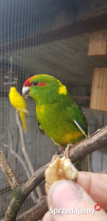papugi modrolotki kozie Miłaczewek